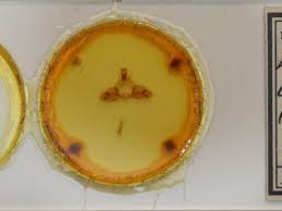 Attēlu rezultāti vaicājumam “Ptilodon capucina larva”