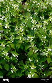 Attēlu rezultāti vaicājumam “Lamium album leaf”