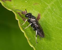 Attēlu rezultāti vaicājumam “Caliroa annulipes”