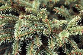 Attēlu rezultāti vaicājumam “Picea abies leaf”