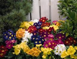 Image result for Primula elatior