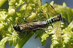 Attēlu rezultāti vaicājumam “Tenthredo scrophulariae larva”