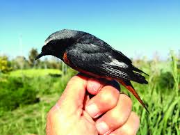 Attēlu rezultāti vaicājumam “Phoenicurus phoenicurus”