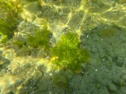 Attēlu rezultāti vaicājumam “Najas flexilis”