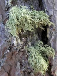 Attēlu rezultāti vaicājumam “Usnea hirta”