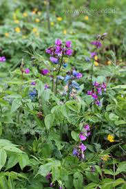 Attēlu rezultāti vaicājumam “Lathyrus vernus bud”