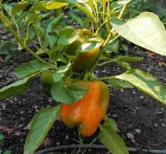 Afbeeldingsresultaat voor orange sun sweet pepper