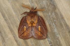 Attēlu rezultāti vaicājumam “Tholera decimalis female”