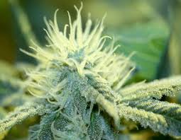 Attēlu rezultāti vaicājumam “Cannabis sativa”