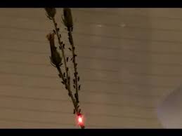 Attēlu rezultāti vaicājumam “Uroleucon hypochoeridis”