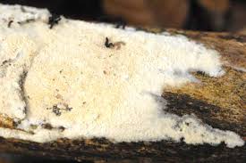 Attēlu rezultāti vaicājumam “Ceriporia”