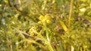 Attēlu rezultāti vaicājumam “Ranunculus sceleratus flower”