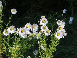 Image result for Leucanthemella serotina