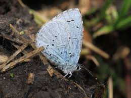 Attēlu rezultāti vaicājumam “Celastrina argiolus underside”