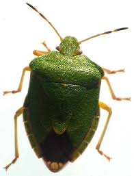 Attēlu rezultāti vaicājumam “Pentatomidae”