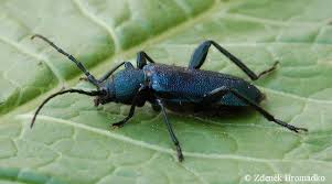 Attēlu rezultāti vaicājumam “Callidium violaceum”