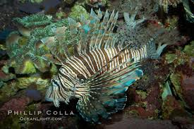 Image result for Pterois miles