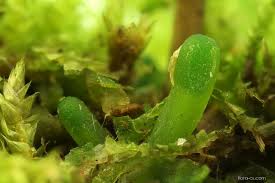 Attēlu rezultāti vaicājumam “Aneura pinguis”