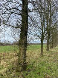 Attēlu rezultāti vaicājumam “Populus x gileadensis”