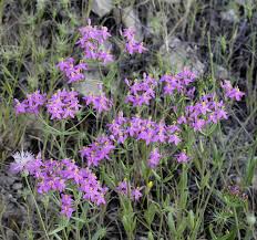 Attēlu rezultāti vaicājumam “Centaurium erythraea”