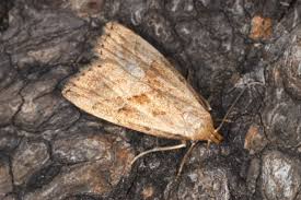 Attēlu rezultāti vaicājumam “Hypenodes humidalis”