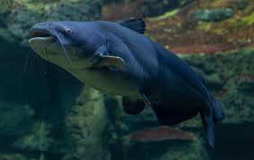 Image result for Ictalurus furcatus