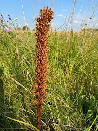 Attēlu rezultāti vaicājumam “Orobanche elatior flower”