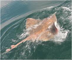 Image result for Dipturus intermedius