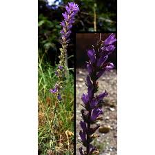 Image result for Campanula spicata