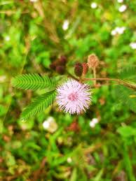 Image result for pohon semalu images