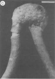 Attēlu rezultāti vaicājumam “Biatoropsis usnearum”