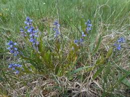 Attēlu rezultāti vaicājumam “Polygala amarella”
