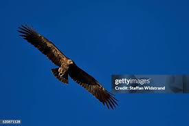 Attēlu rezultāti vaicājumam “Aquila pomarina”