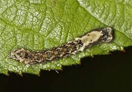 Attēlu rezultāti vaicājumam “Thyatira batis larva”