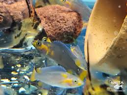 Attēlu rezultāti vaicājumam “Cygnus cygnus juvenile”