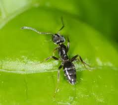 Attēlu rezultāti vaicājumam “Badhamia versicolor sessile”
