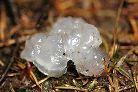 Attēlu rezultāti vaicājumam “Myxarium nucleatum”