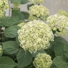 Attēlu rezultāti vaicājumam “Hydrangea arborescens subsp. discolor”