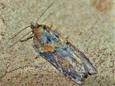 Attēlu rezultāti vaicājumam “Acleris cristana”