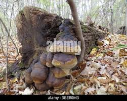 Attēlu rezultāti vaicājumam “Phellinus robustus”