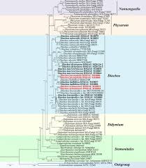 Attēlu rezultāti vaicājumam “Diachea muscorum young”