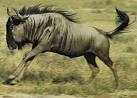Gnu