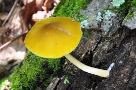 Attēlu rezultāti vaicājumam “Pluteus leoninus”