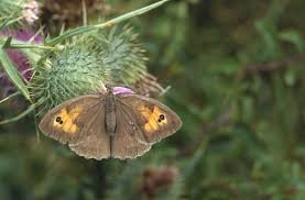 Attēlu rezultāti vaicājumam “Maniola jurtina male”