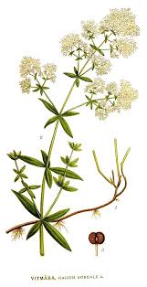 Attēlu rezultāti vaicājumam “Galium boreale bud”