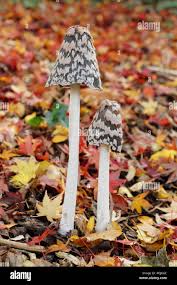 Attēlu rezultāti vaicājumam “Clavulinopsis cinerioides”