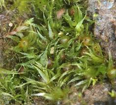 Attēlu rezultāti vaicājumam “Ephemerum serratum”