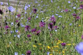 Image result for Flockenblume