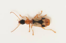 Attēlu rezultāti vaicājumam “Calodromius spilotus”