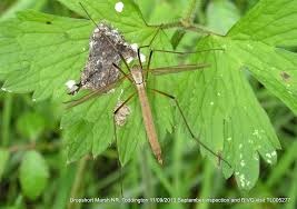 Attēlu rezultāti vaicājumam “Tipulidae female”